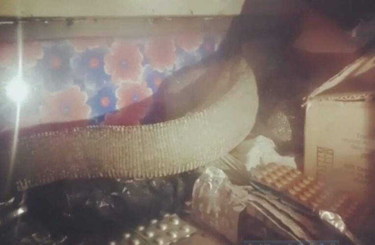 ওষুধের দোকানের আলমারিতে গোসাপ। উদ্ধার করলেন বন কর্মীরা।