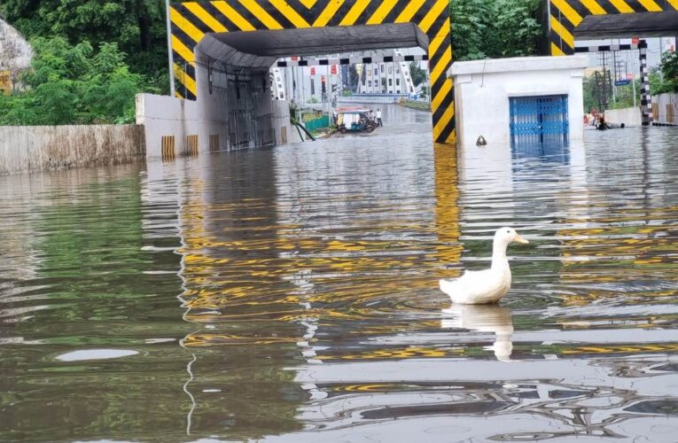 হাঁস চরছে কোনা এক্সপ্রেসওয়েতে ! অভিনব দৃশ্যের সাক্ষী থাকলেন অনেকেই।